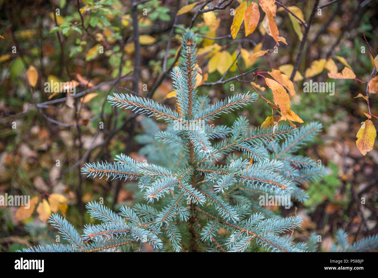 Young spruce tree growing in fall foliage in the San Juan Mountains of Colorado Stock Photo