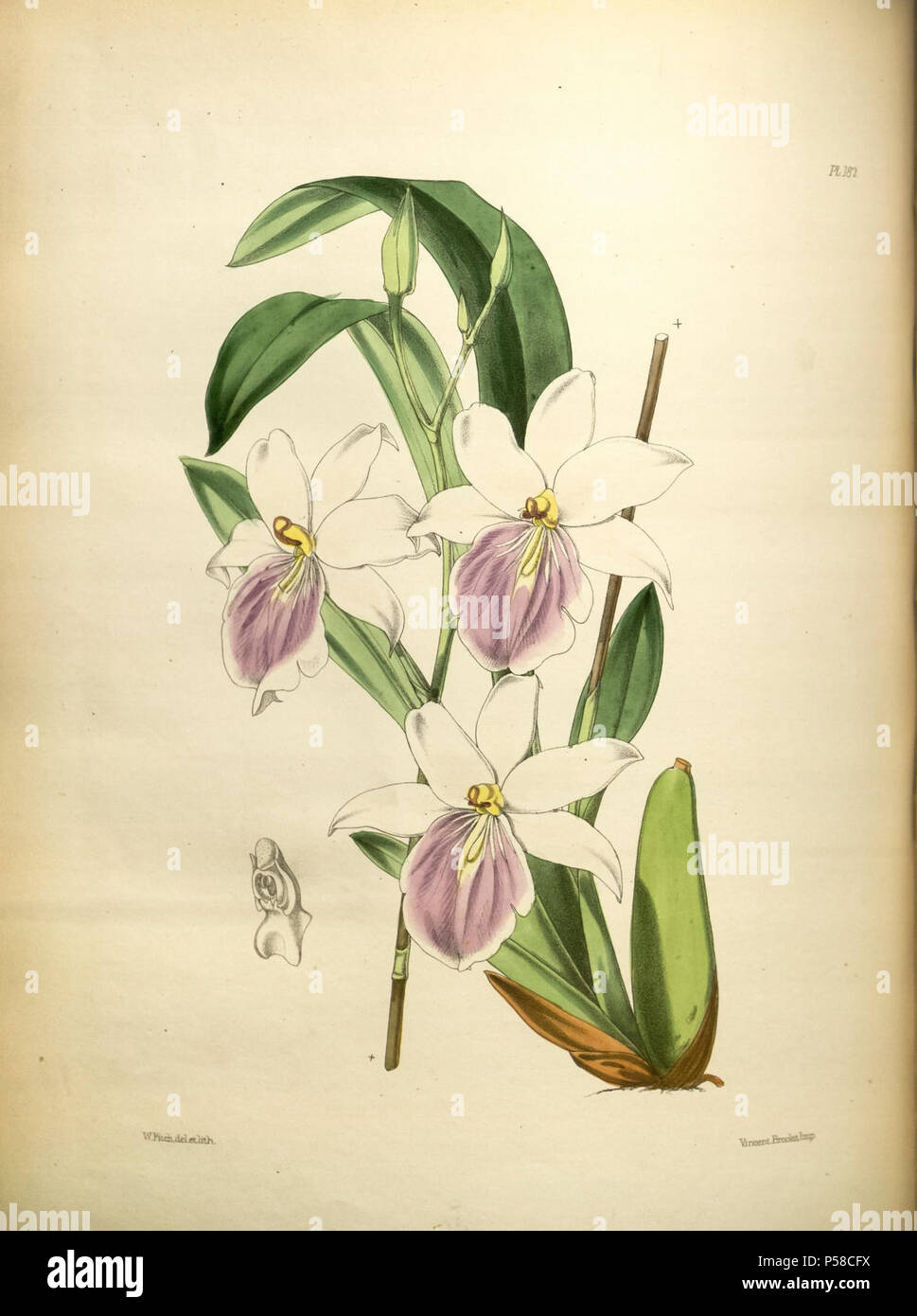 182 A second century of orchidaceous plants (8361599224). Stock Photo