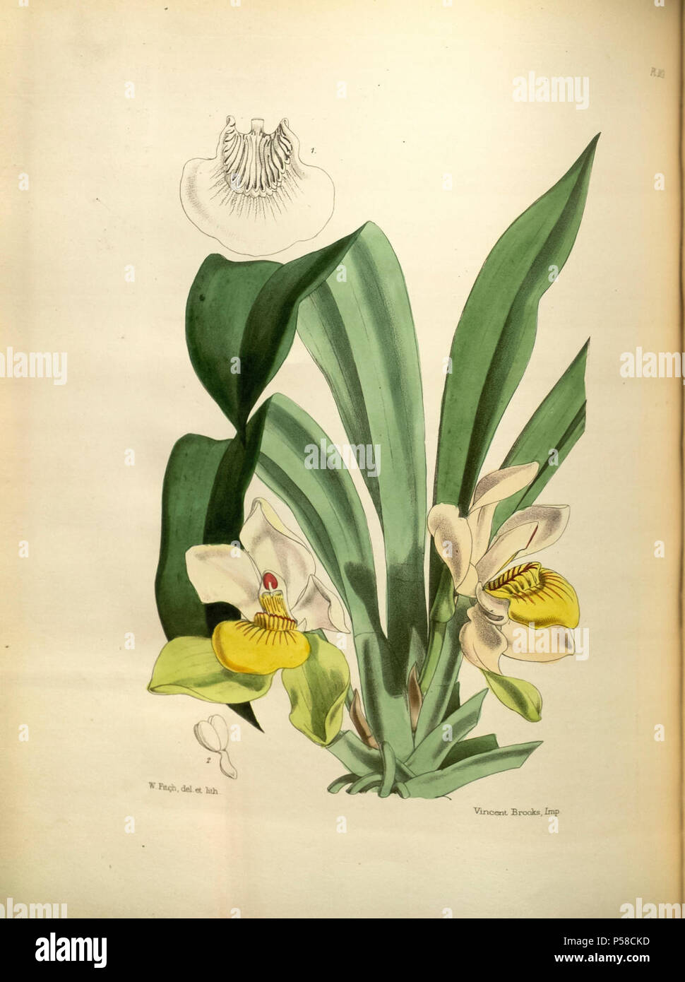183 A second century of orchidaceous plants (8361599578). Stock Photo