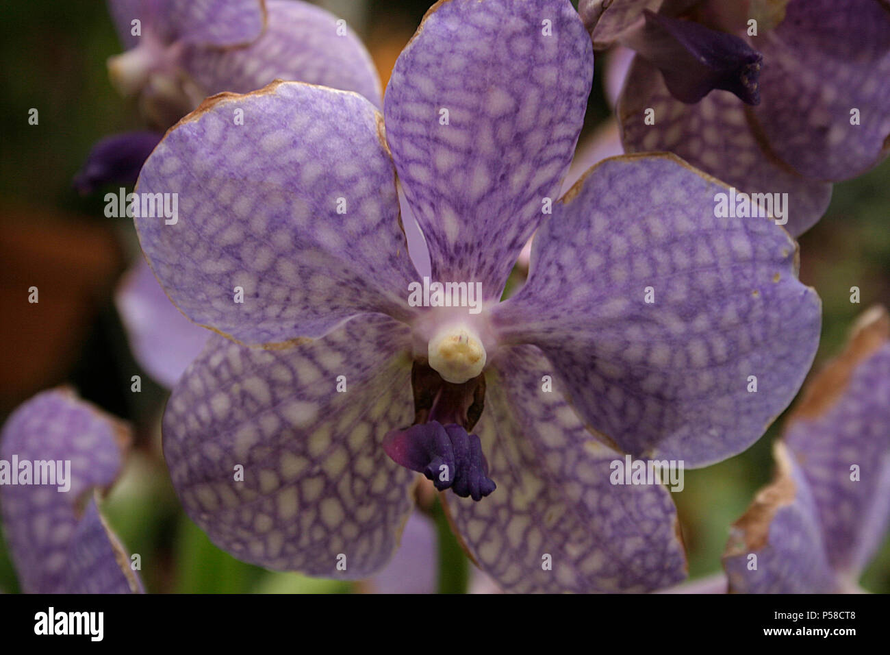 Close up of Vanda Coerulea Blue orchid Stock Photo