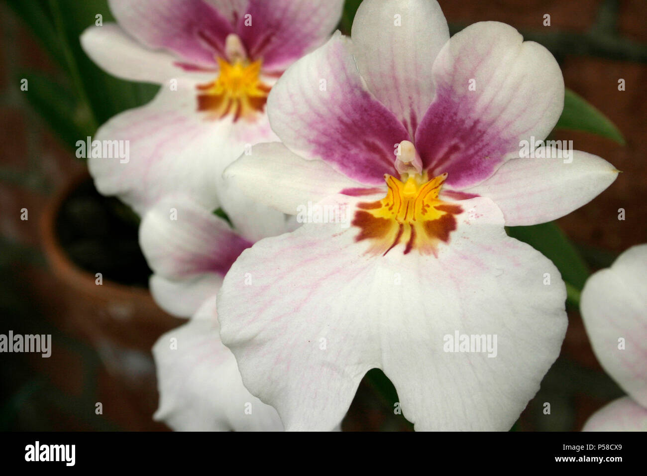 Dancing lady orchids Stock Photo