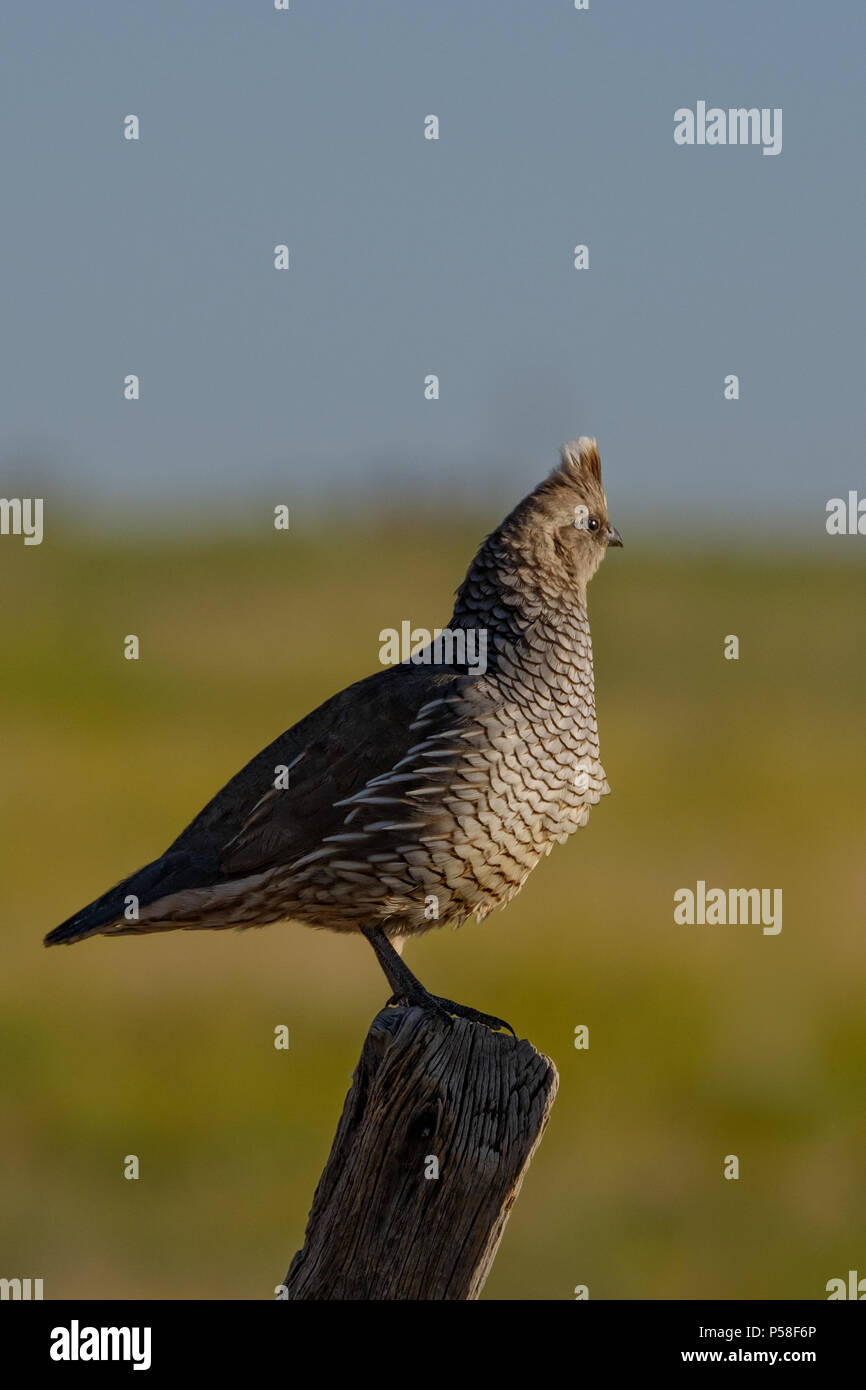 This scaled quail posed for a moment on top of this fence post right