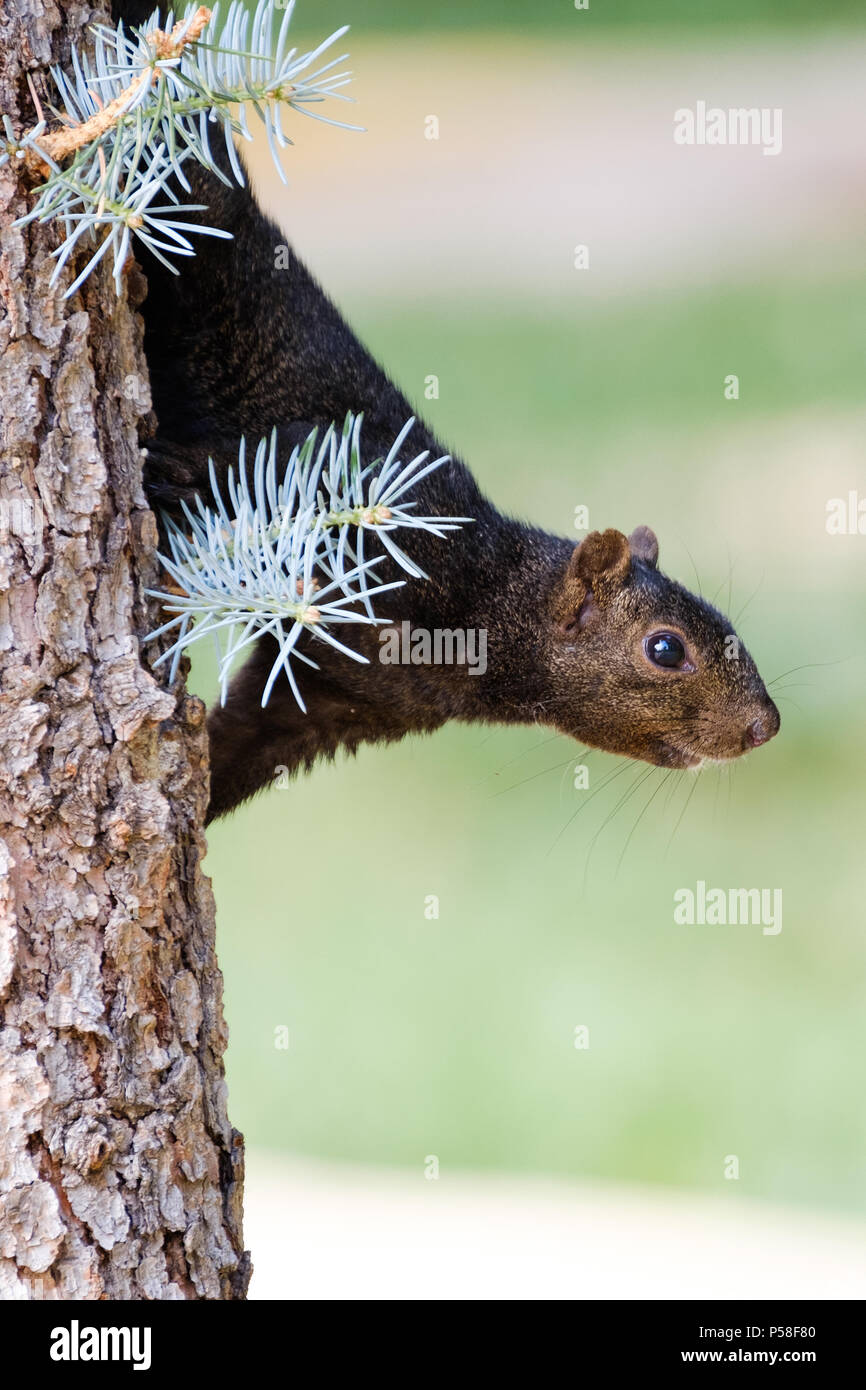 I was excited to get a photo of this black squirrel at a park here in