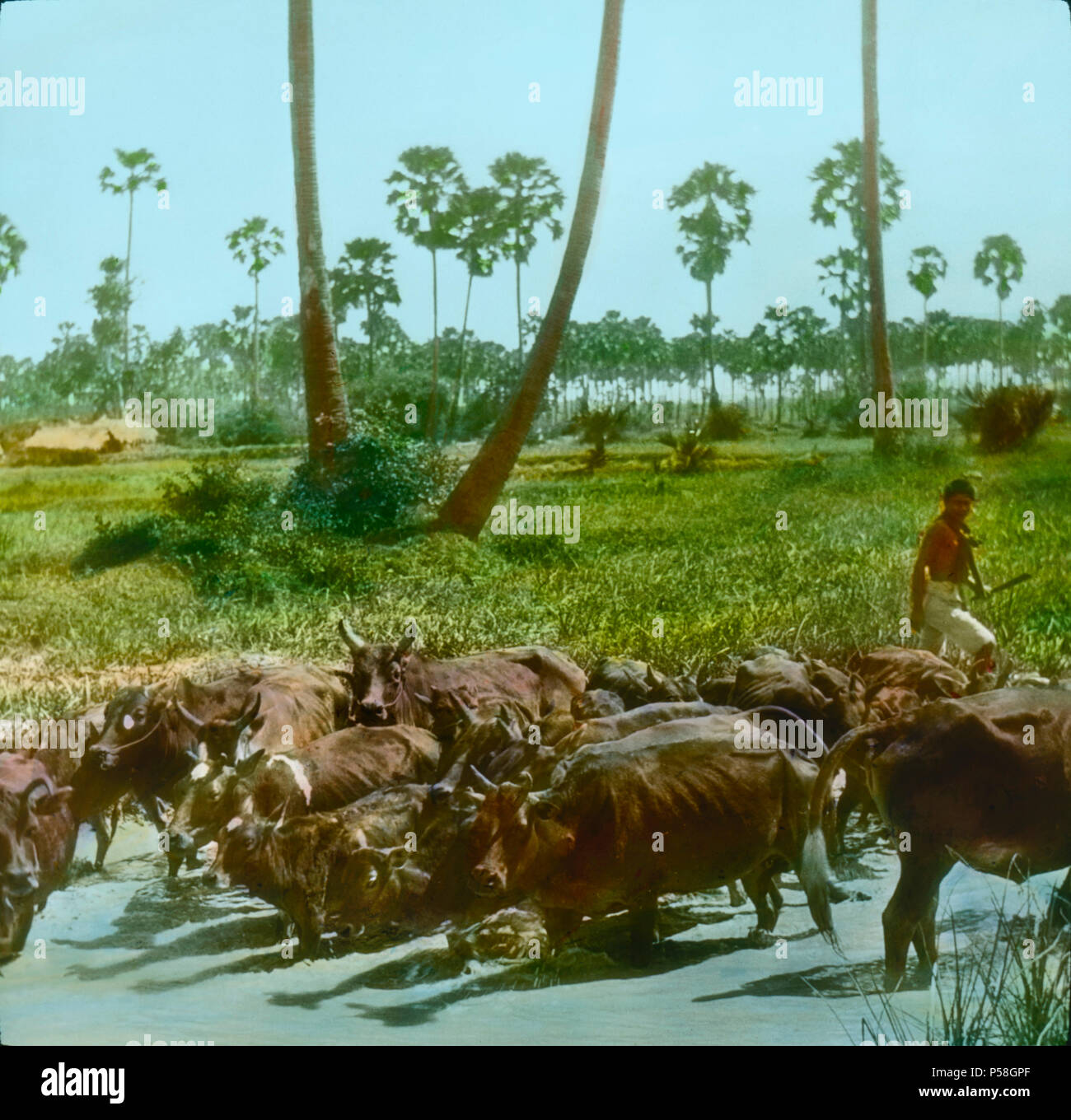 Herd of Cattle Crossing River, Siam, Hand-Colored Magic Lantern Slide, Newton & Company, 1925 Stock Photo