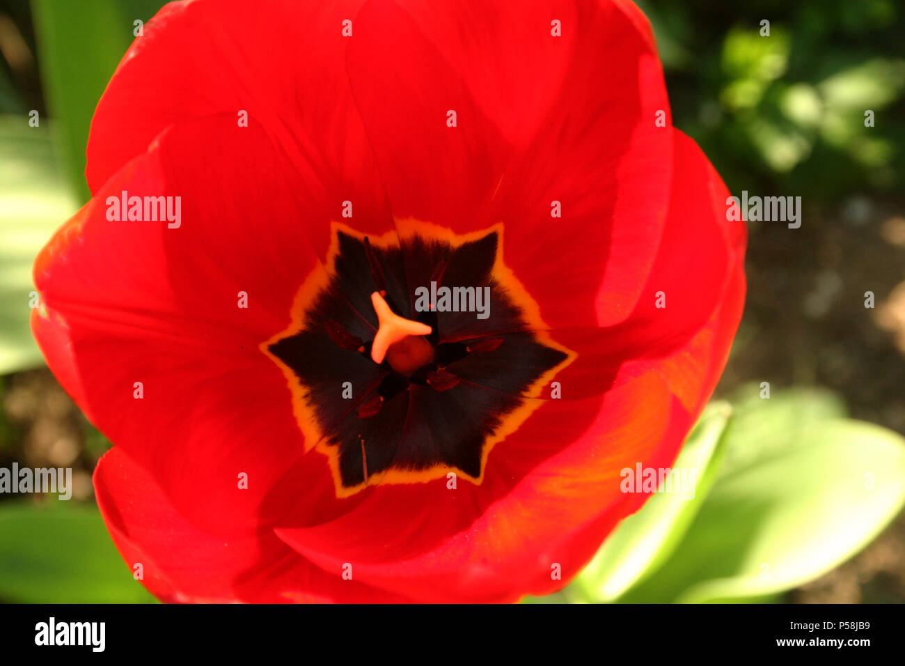 Red tulip Stock Photo