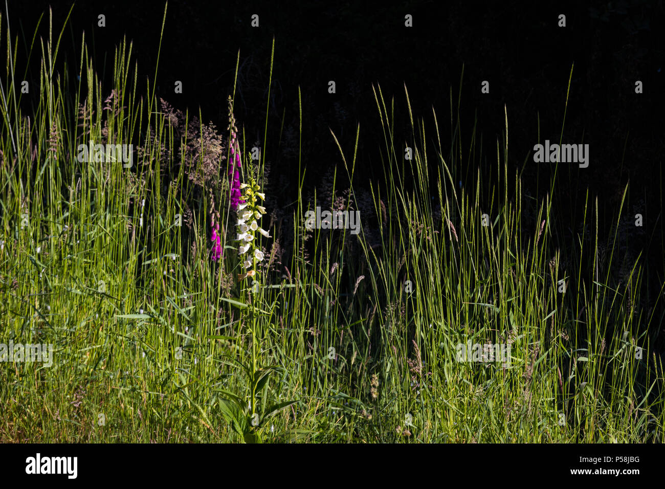 Wild tall grass in field hi-res stock photography and images - Alamy