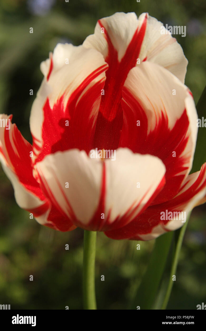 Bicolor tulip Stock Photo Alamy