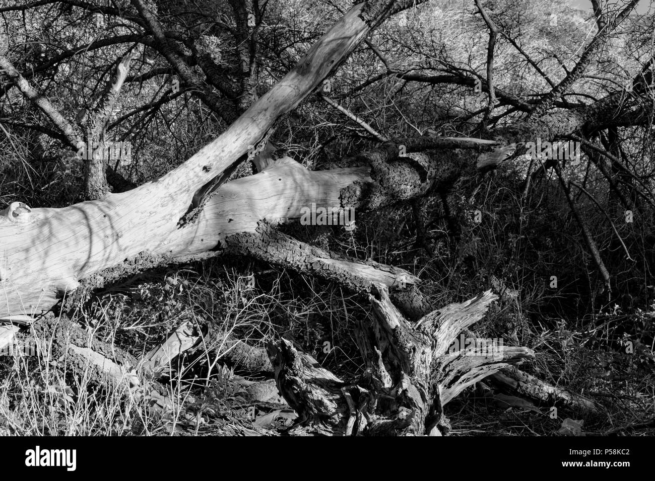 Black and white tree trunk, Fontana, CA Stock Photo Alamy