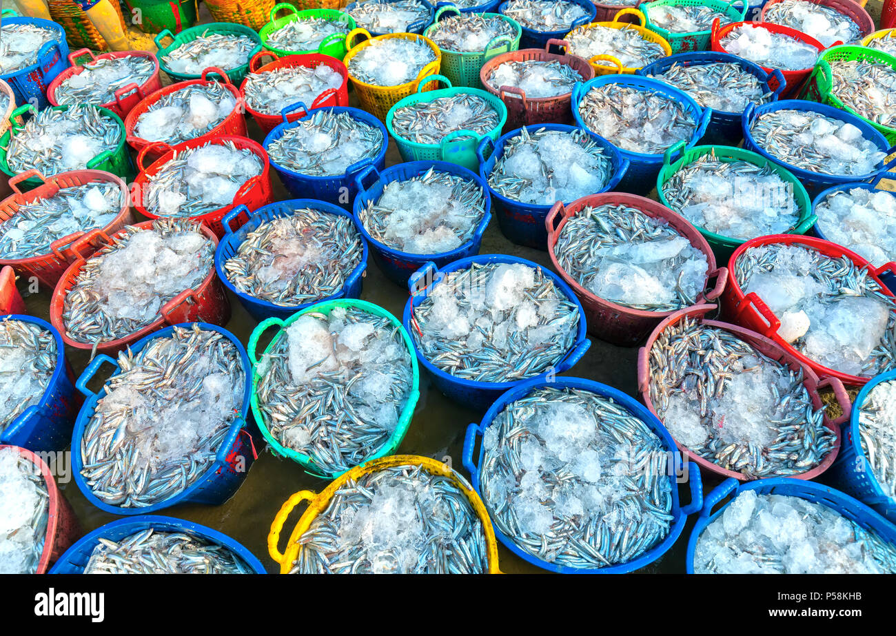 Anchovy after the catch is sold at the seafood market. This fish is