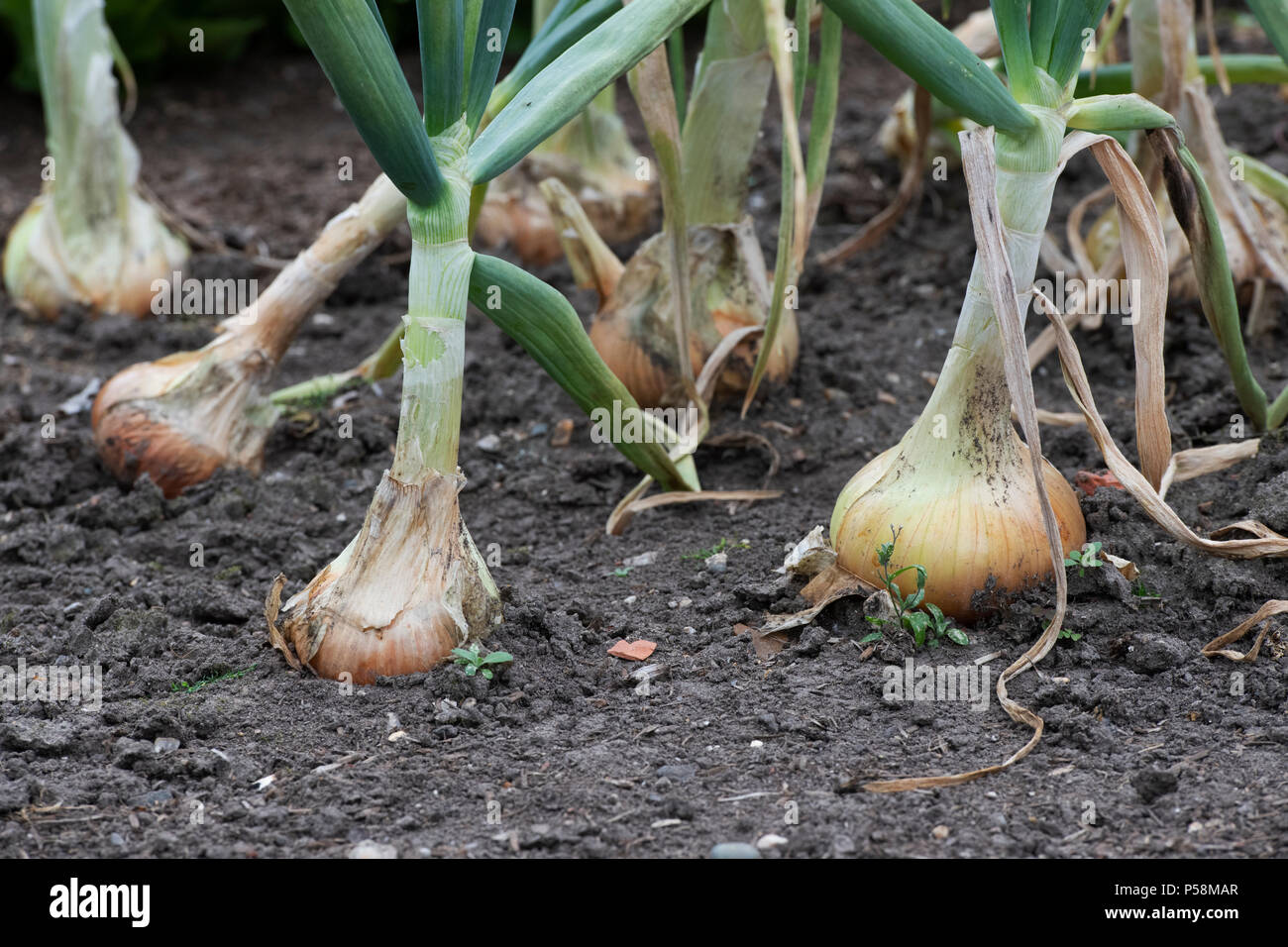 Allium cepa. Senshyu Yellow Onion Sets in a vegetable patch. Japanese over-wintering onion Stock Photo