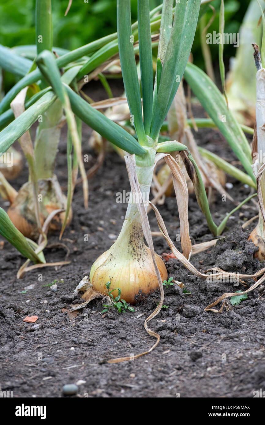 Allium cepa. Senshyu Yellow Onion Sets in a vegetable patch. Japanese over-wintering onion Stock Photo