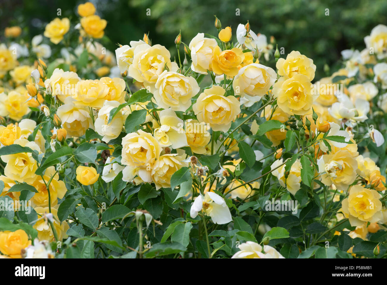 Rosa ‘Buttercup’ / Ausband . Shrub rose 'Buttercup'.  UK Stock Photo