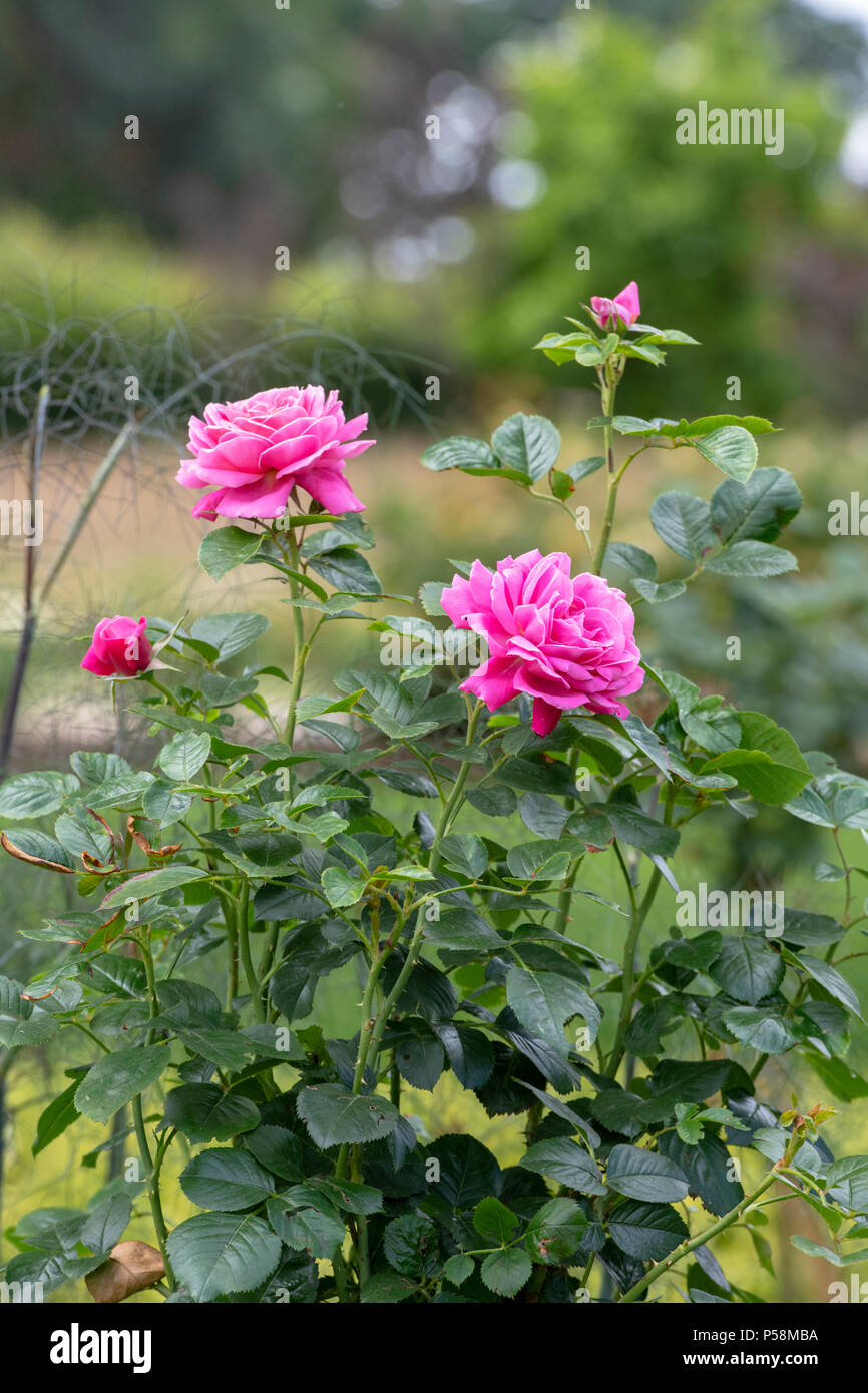Rosa ‘Gemma’ / Harlagoon. Floribunda rose 'Gemma'.  UK Stock Photo