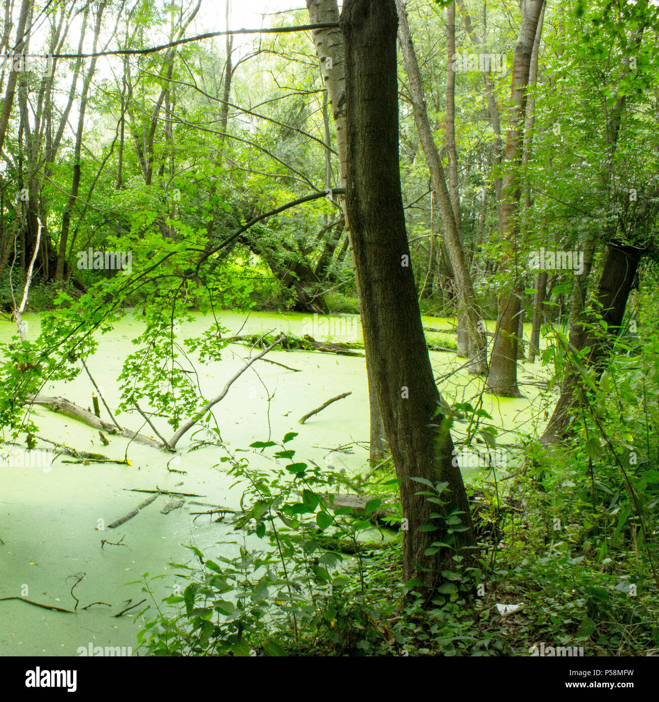 Bottomland forest. Trees and shrubs grow in the watery landscape. Stock Photo