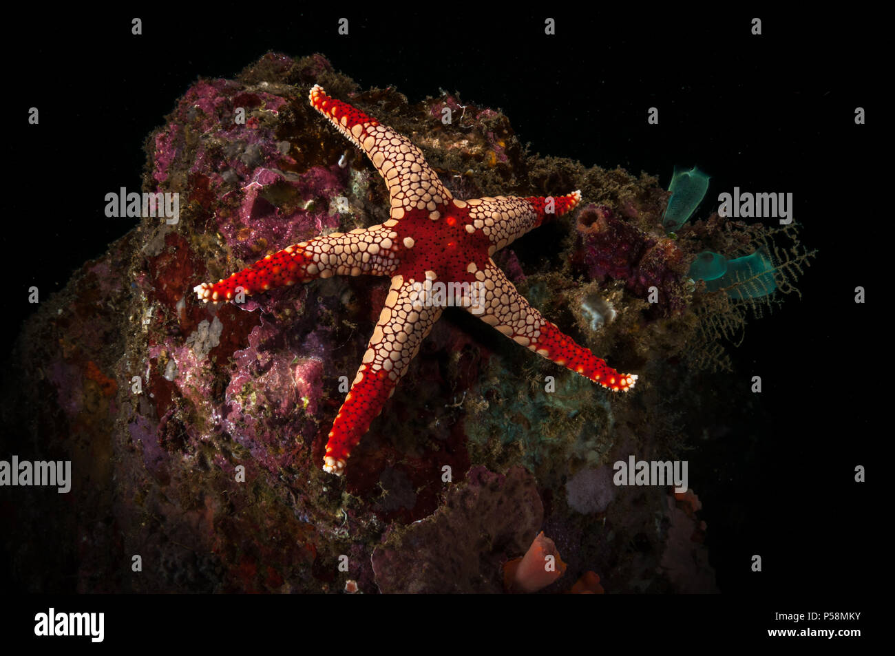 Necklace sea star (Fromia monilis) on the Nudio Falls dive site, Lembeh