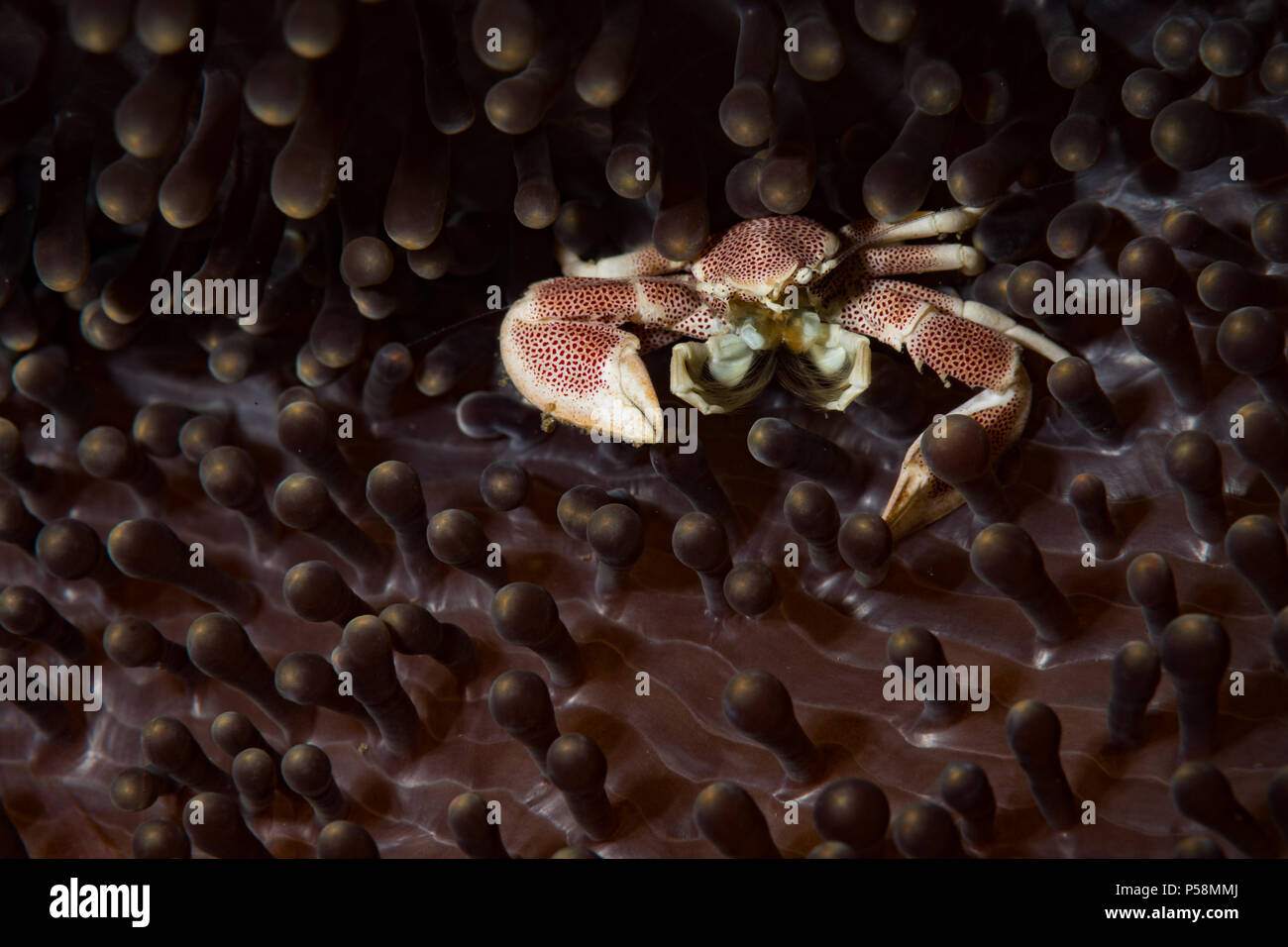 Porcelain crab (Lissoporcellana sp) on the Bubble Point dive site, Anilao, Philippines Stock Photo