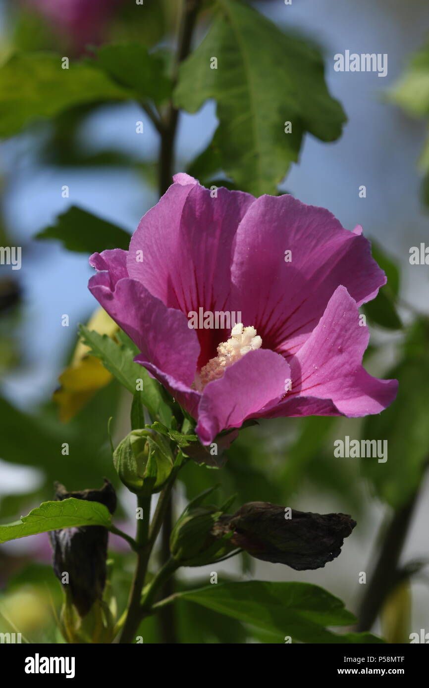 Arrogant purple Stock Photo
