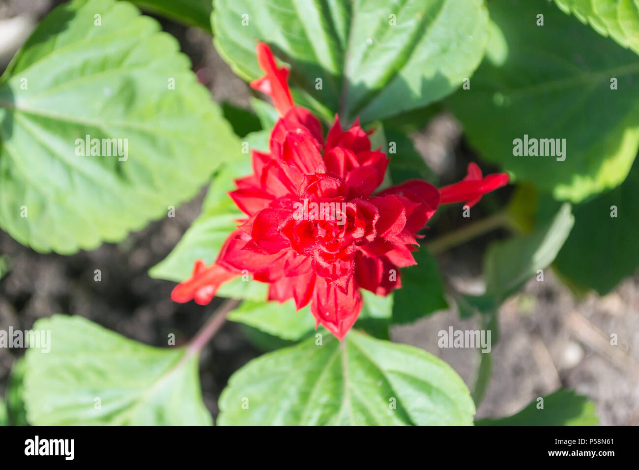 Page 3 Salvias High Resolution Stock Photography And Images Alamy