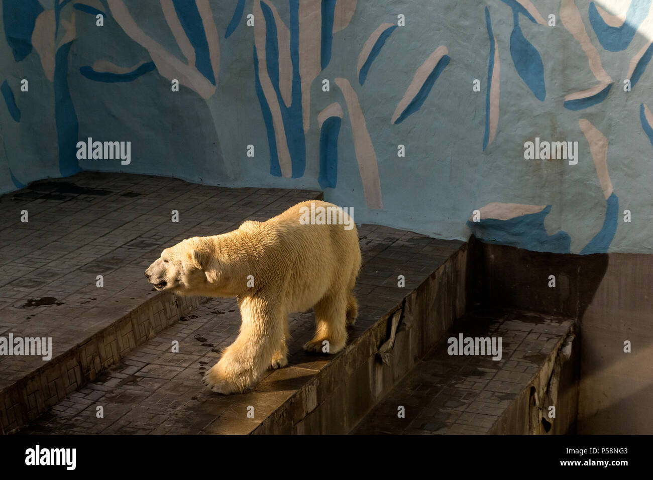 novosibirsk-zoo-russia-hi-res-stock-photography-and-images-alamy
