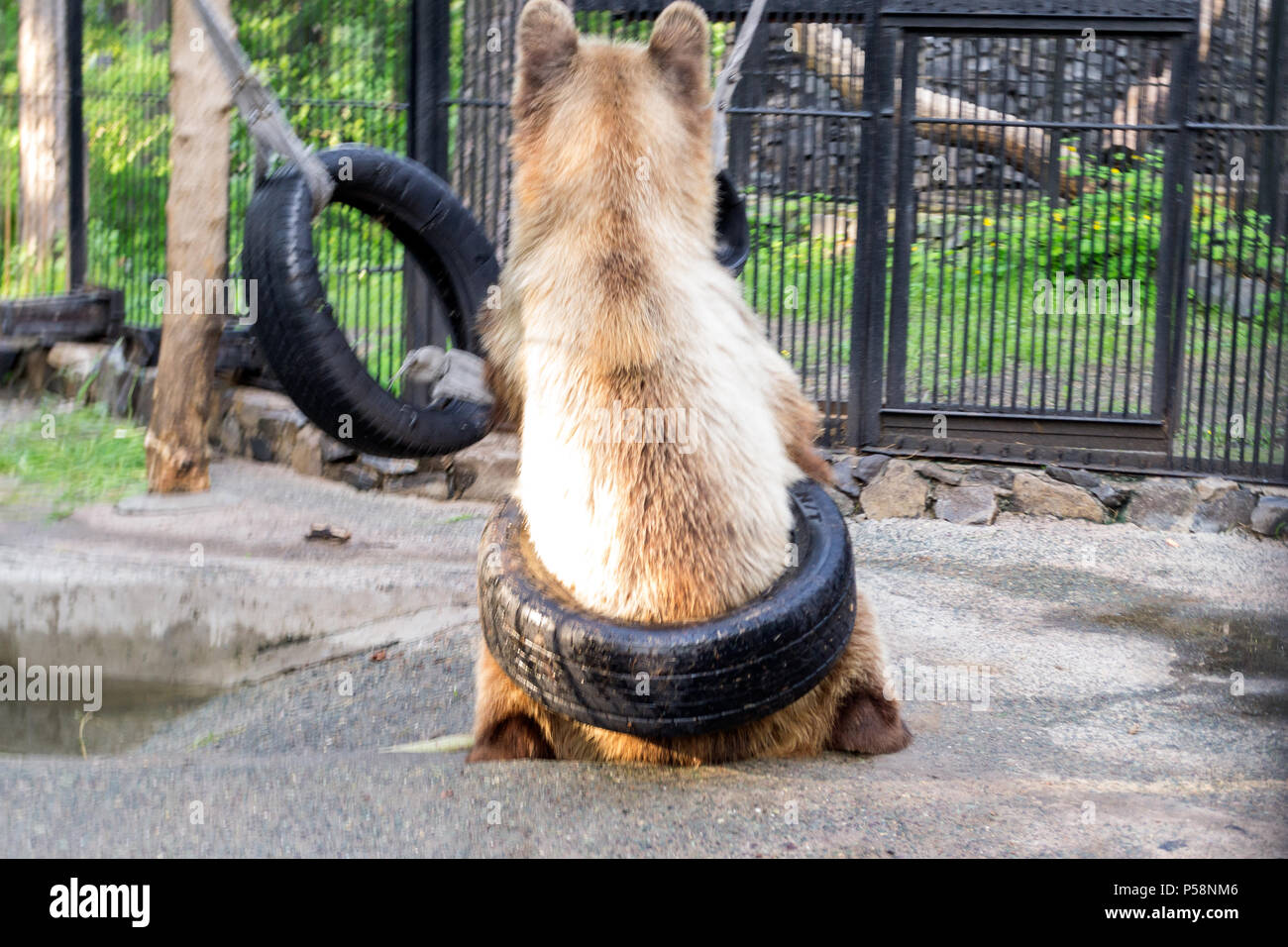 The brown bear plays with rubber wheels suspended on the dew and