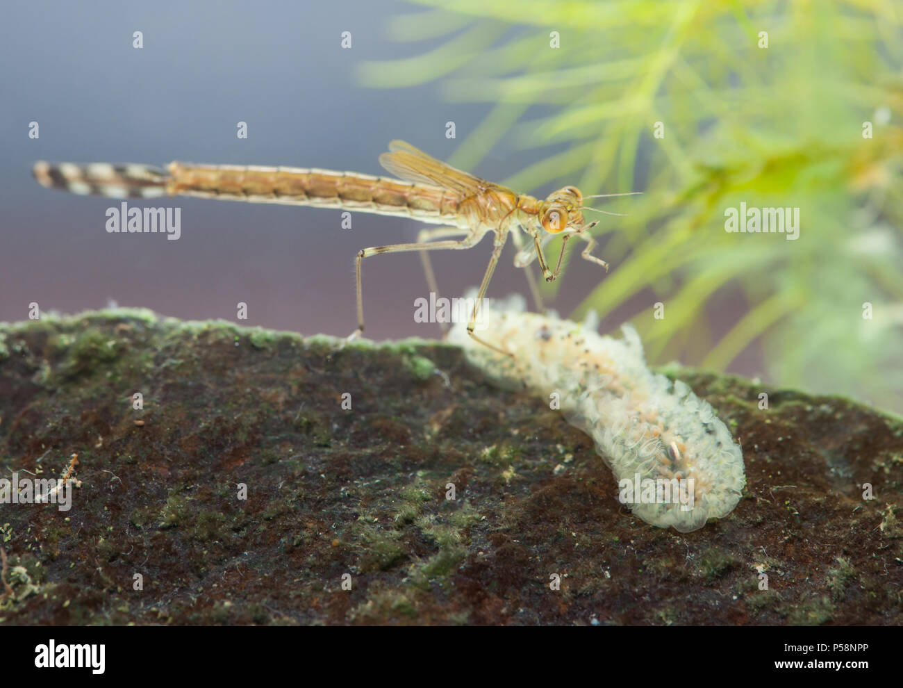 Freshwater moss animal Stock Photo