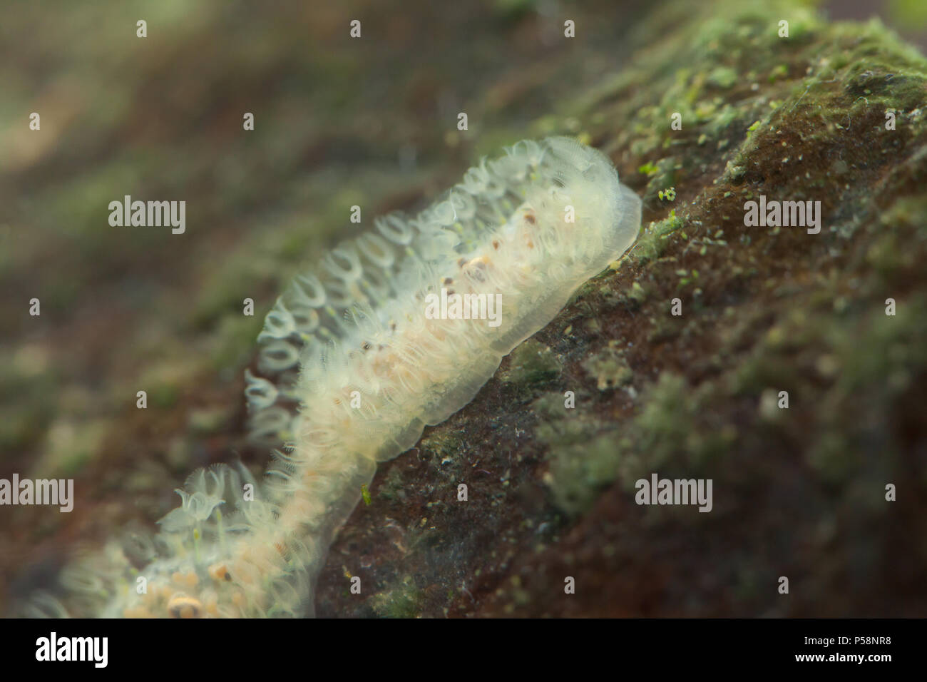 Freshwater moss animal (dividing) Stock Photo