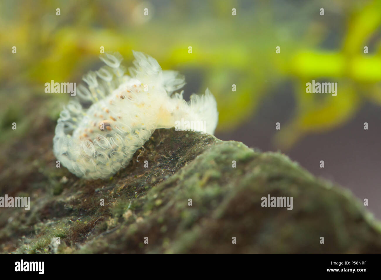 Freshwater moss animal (dividing) Stock Photo