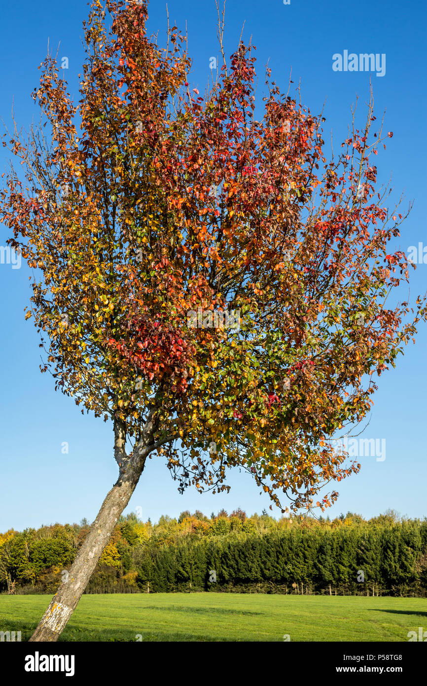 One tree changing colour during the autumn season with green orange red and no leaves and trees in the background, Luxembourg, Europe Stock Photo