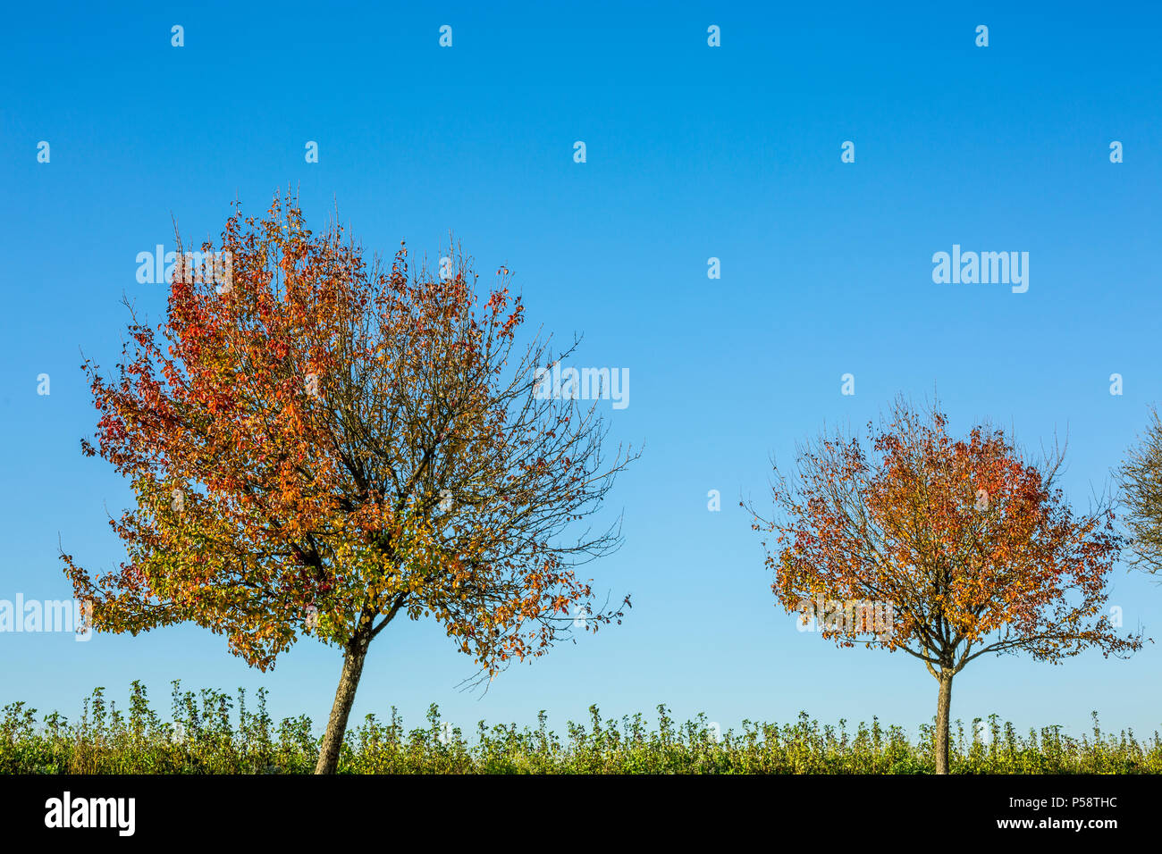 Two trees changing colour during the autumn season with green orange red and no leaves and grass in the background, Luxembourg, Europe Stock Photo