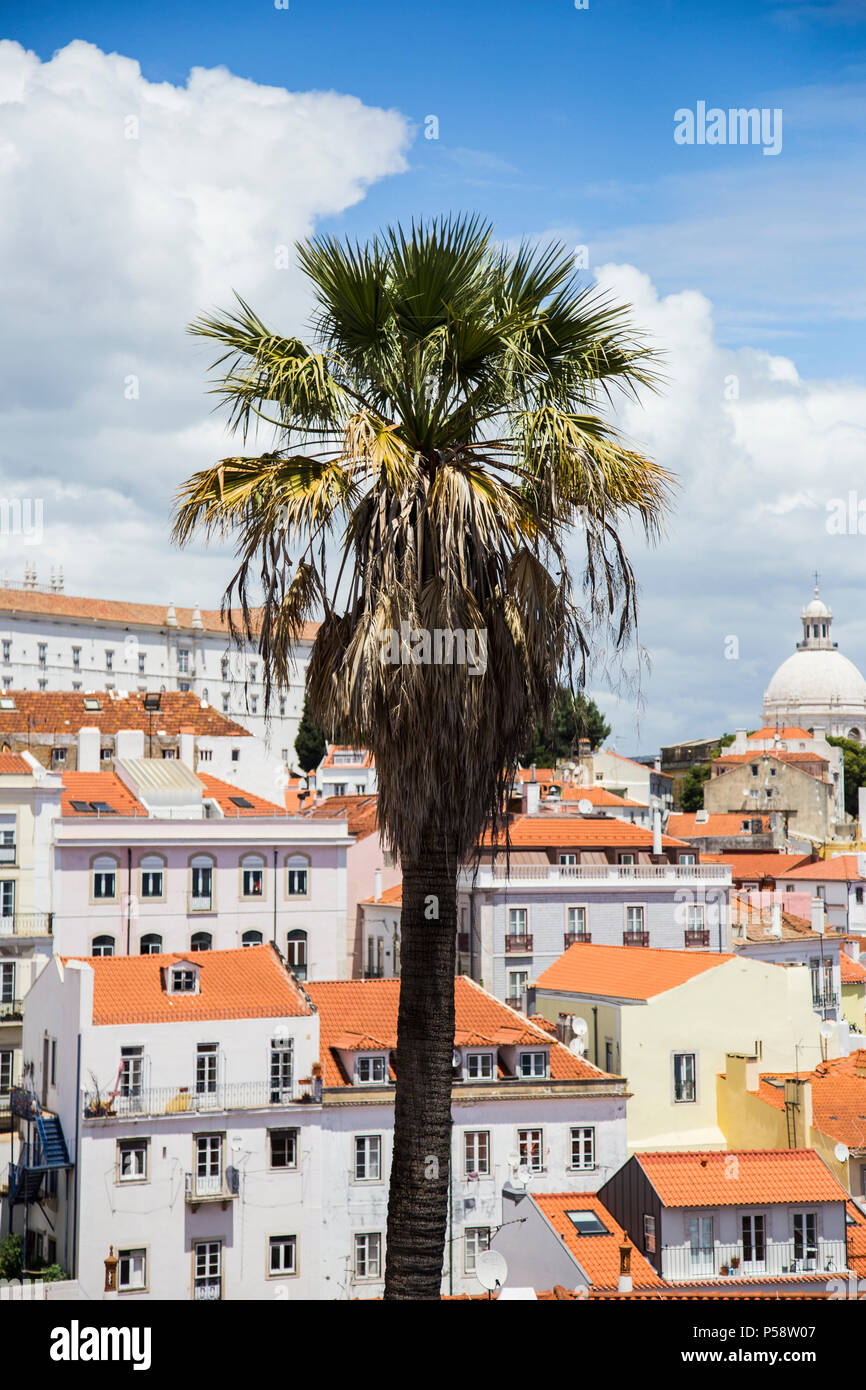 Palm tree in the neighbourhood of alfama in the capital city of