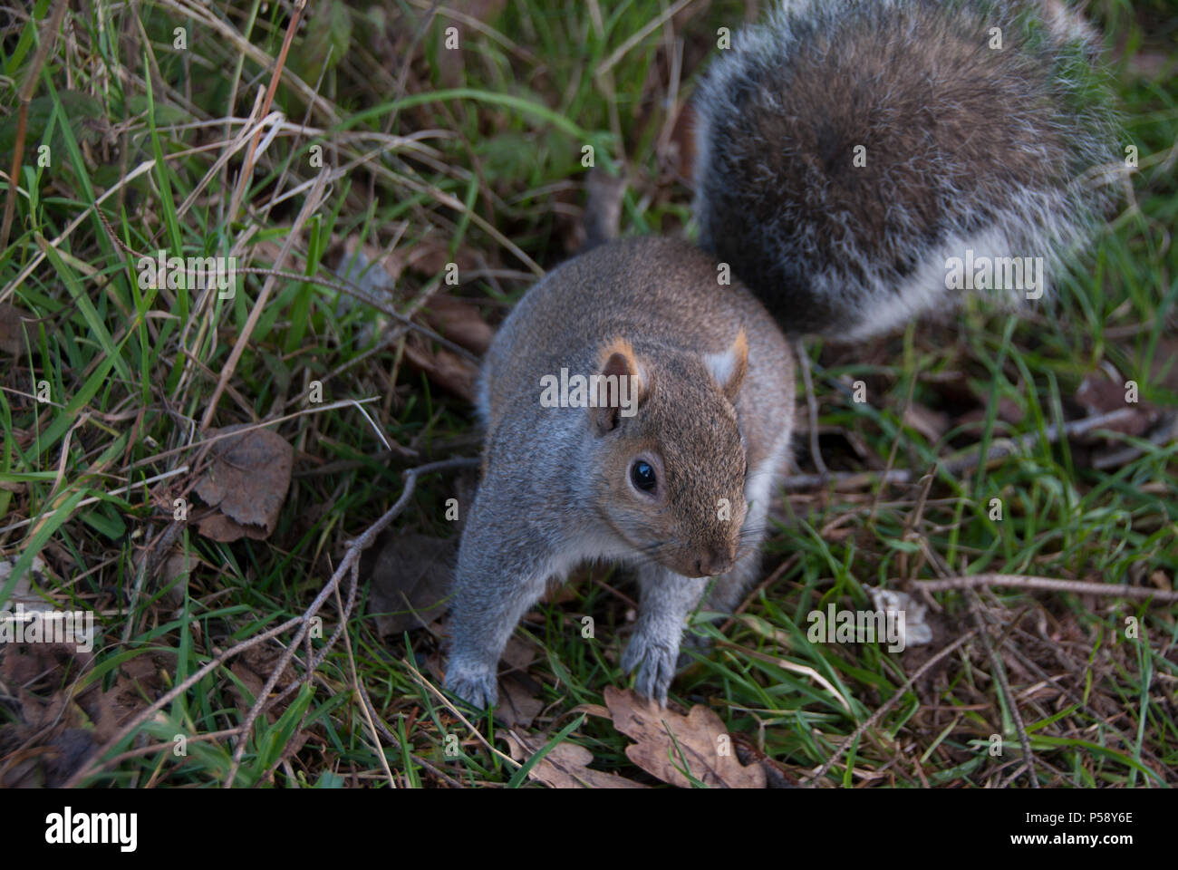 Closeup image of Eastern Fox Squirrel ( Scirius niger) on the ground; this is an invasive species of squirrel found in most of western North America Stock Photo