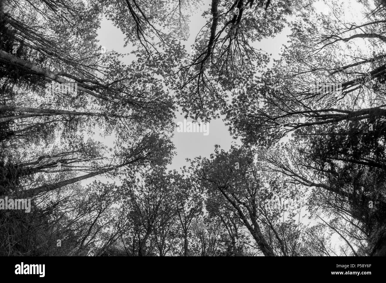 Looking skyward, up to the canopy in a temperate forest Stock Photo