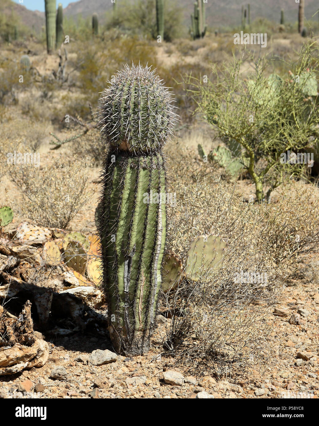Young saguaro cactus in the Arizona Sonoran Desert west of Tucson Stock ...