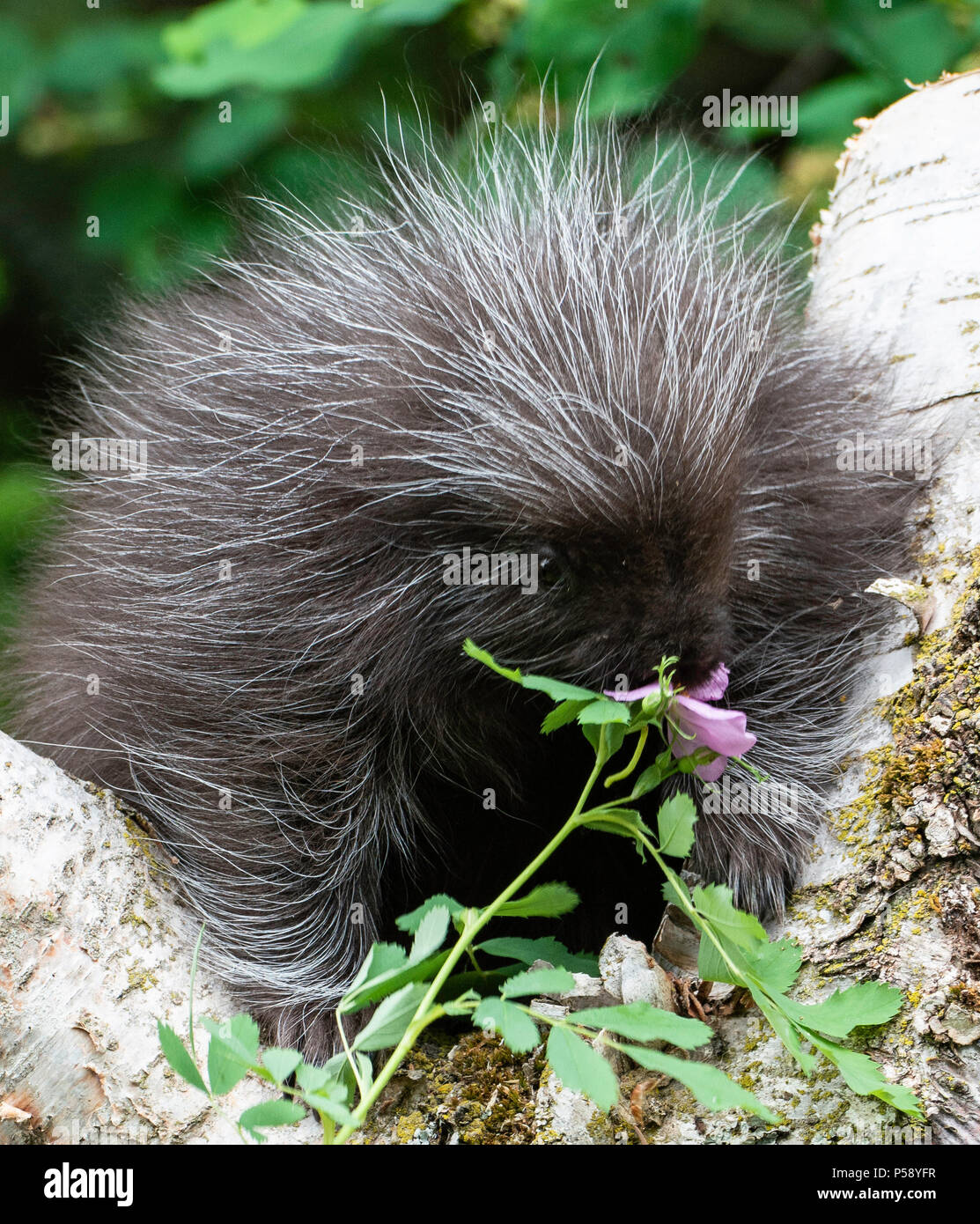 Close up porcupine quills hires stock photography and images Alamy