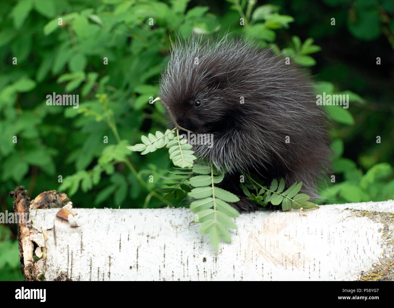 Baby Porcupine Eating Branch Stock Photo Alamy