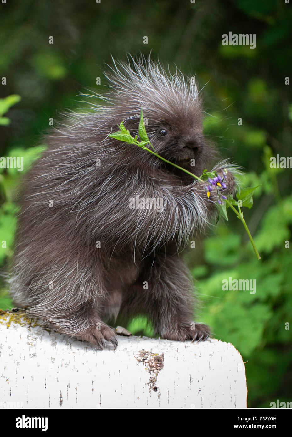 .Baby Porcupine Holding Branch Stock Photo