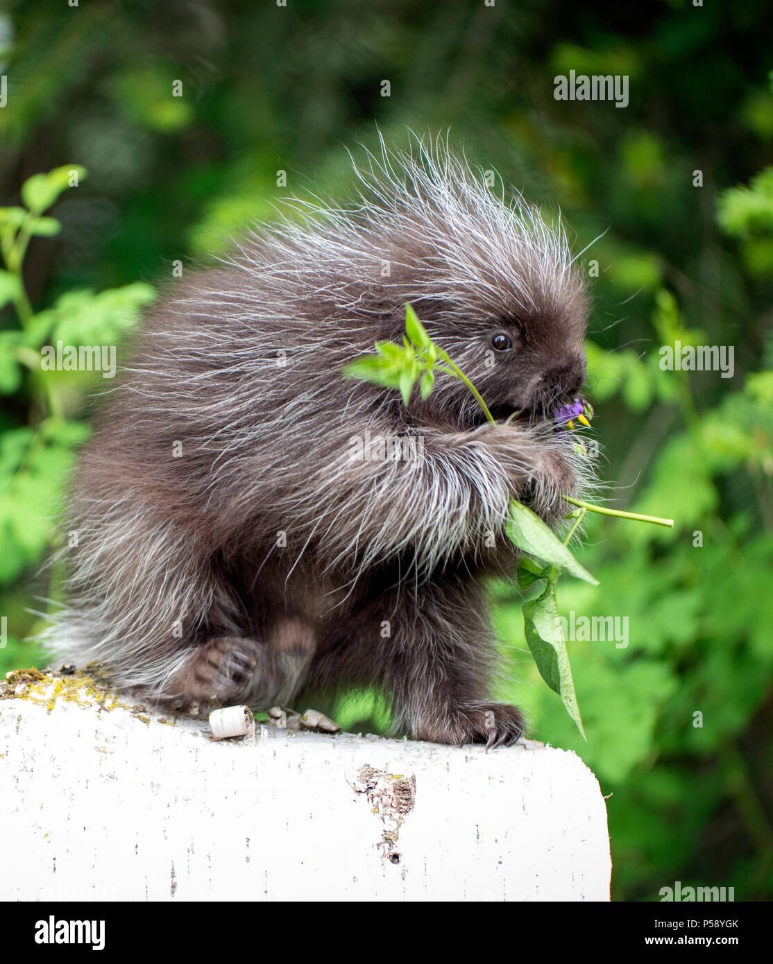 Juvenile Porcupine Eating Plant Stock Photo Alamy