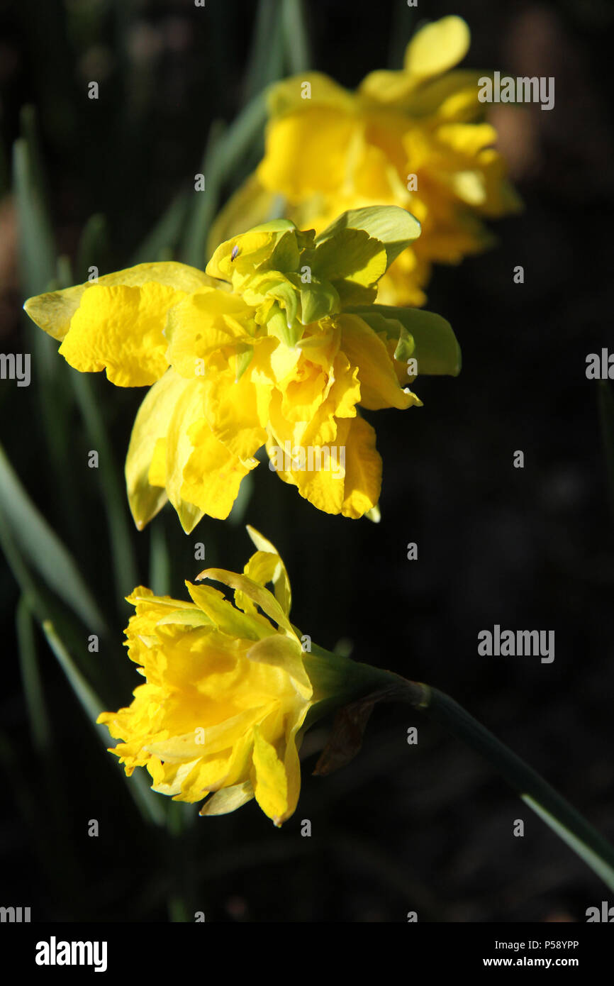 Double daffodils hires stock photography and images Alamy