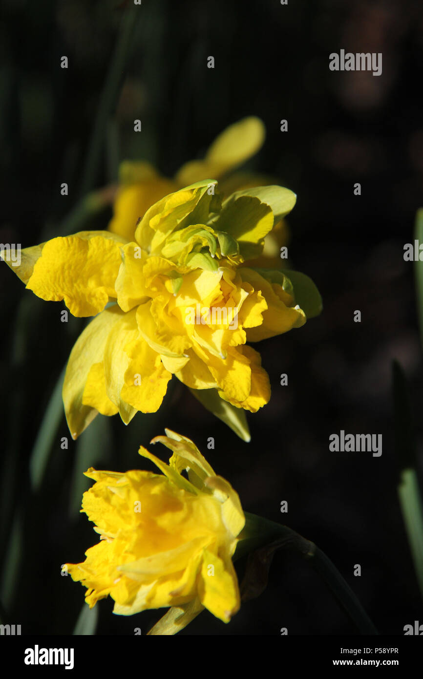 Double daffodils hires stock photography and images Alamy