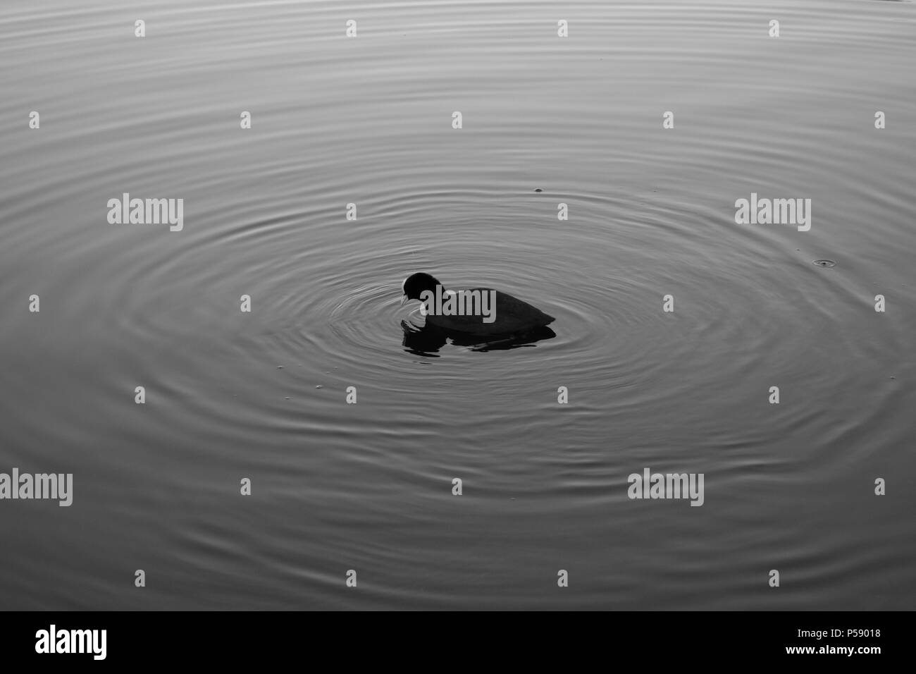 duck material design Stock Photo