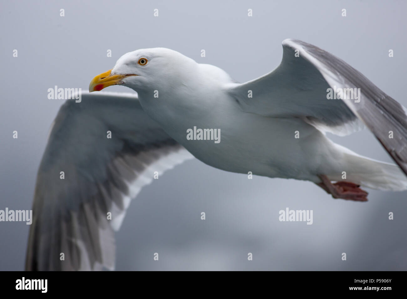 European herring gull, Gråtrut (Larus argentatus) Stock Photo