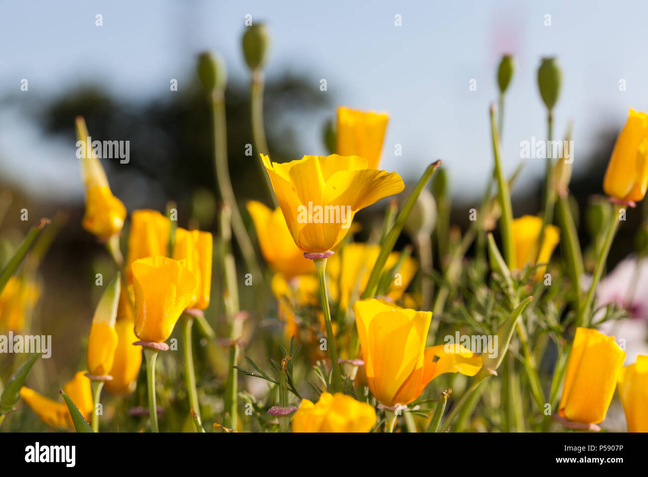 California Poppy, Sömntuta (Eschscholzia californica) Stock Photo
