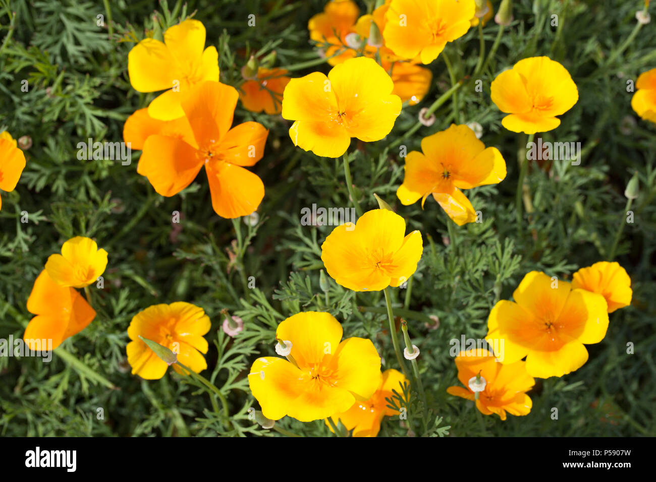 California Poppy, Sömntuta (Eschscholzia californica) Stock Photo