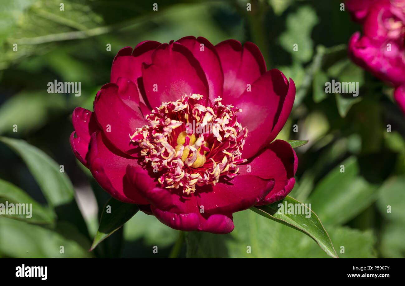 'Sword Dance' Common garden peony, Luktpion (Paeonia lactiflora) Stock Photo