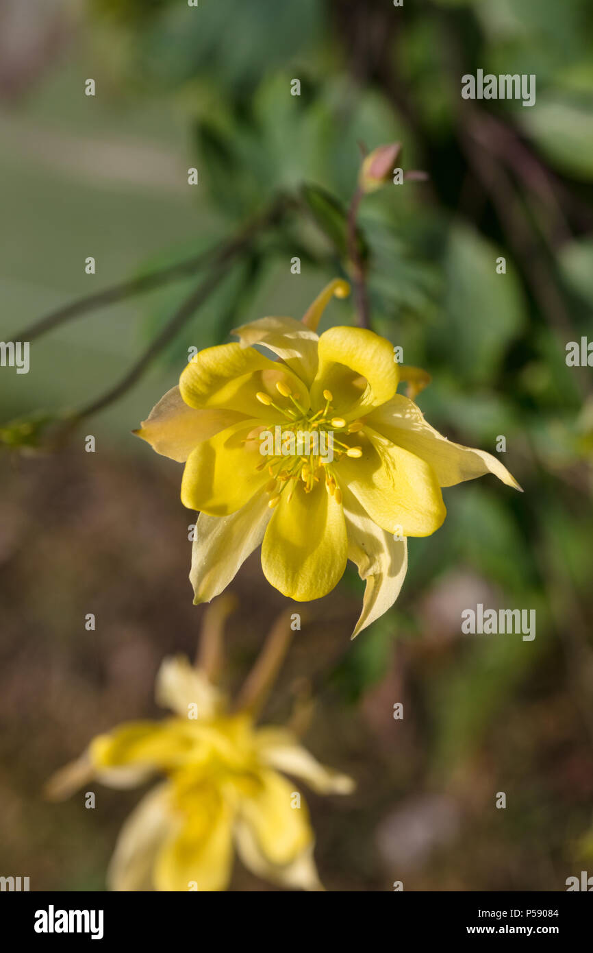 'McKana Giant' Mckana's Columbine, Pastellakleja (Aquilegia cultorum) Stock Photo