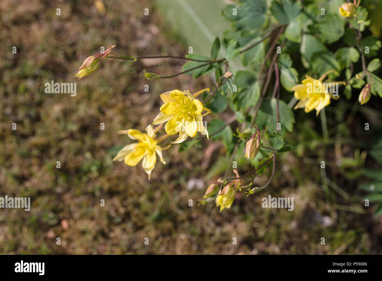 'McKana Giant' Mckana's Columbine, Pastellakleja (Aquilegia cultorum) Stock Photo