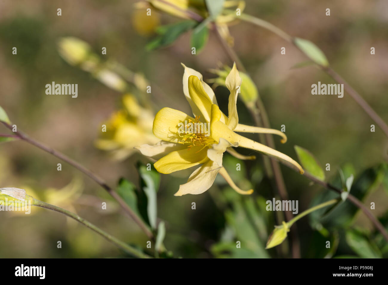 'McKana Giant' Mckana's Columbine, Pastellakleja (Aquilegia cultorum) Stock Photo