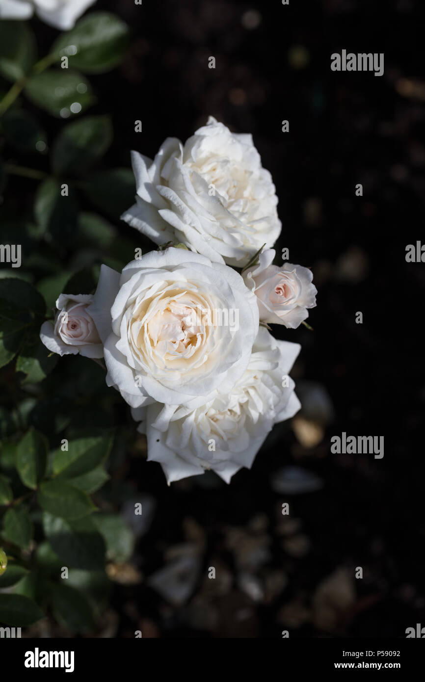 'Snow' Rose, Terassros (Rosa) Stock Photo