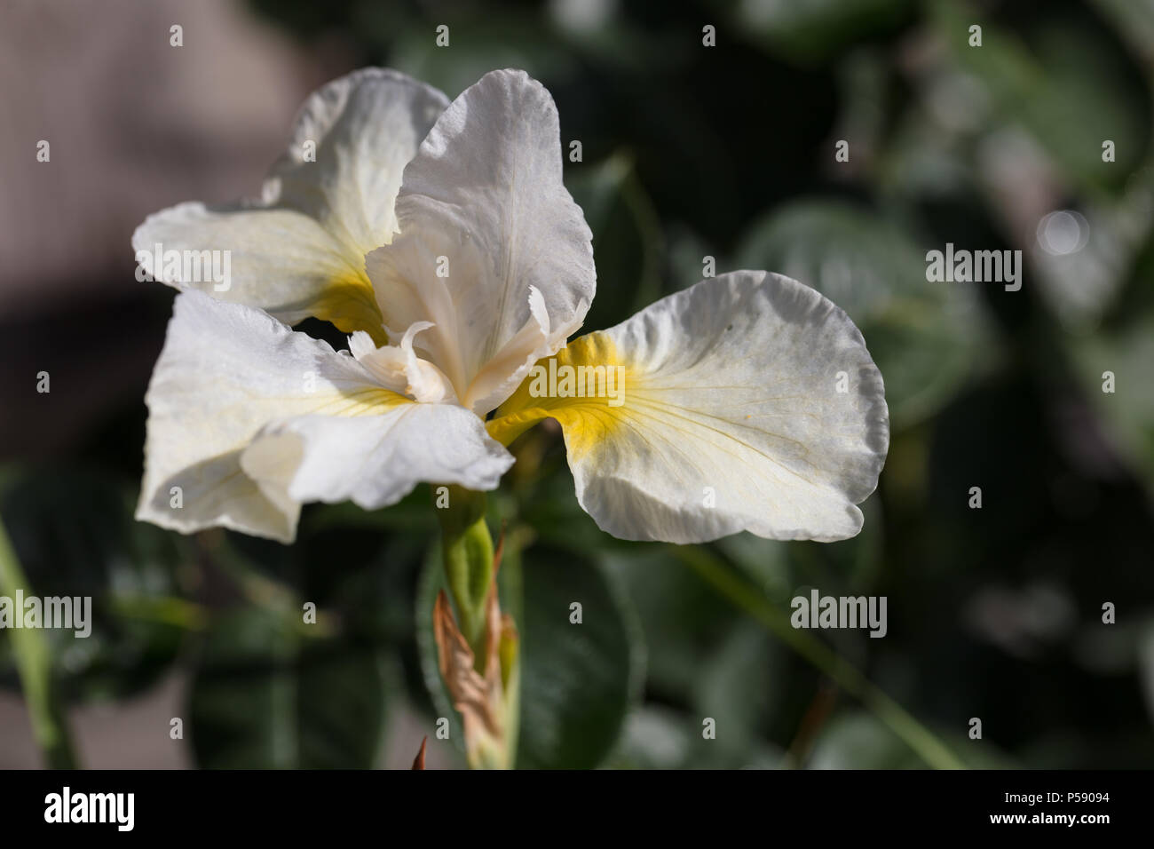 'Snow Queen' Siberian Iris, Strandiris (Iris siberica Stock Photo - Alamy
