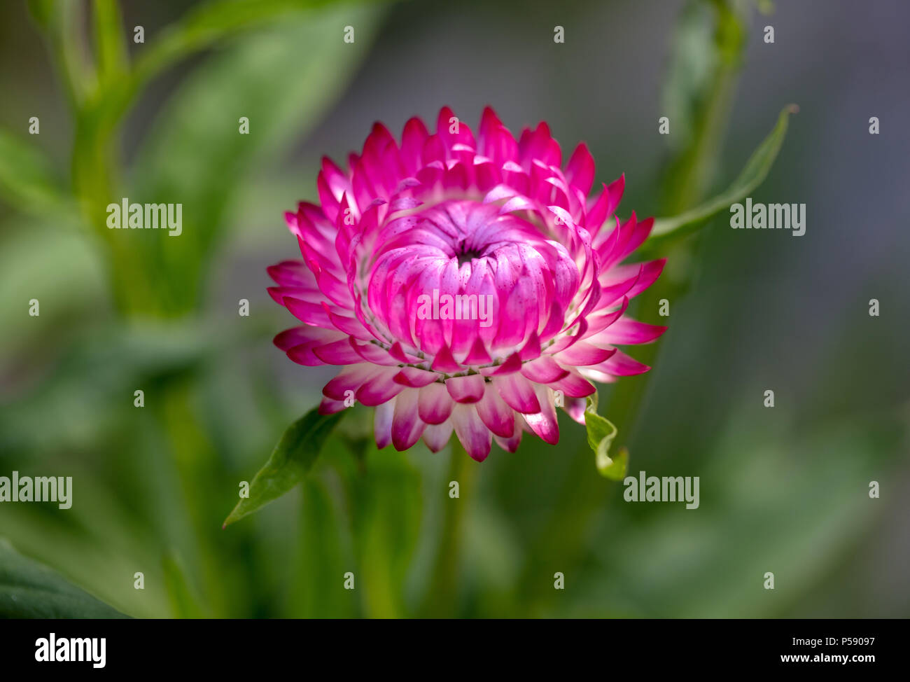 'Sommareld' Everlasting Flower, Jätte-eternell (Xerochrysum bracteatum) Stock Photo